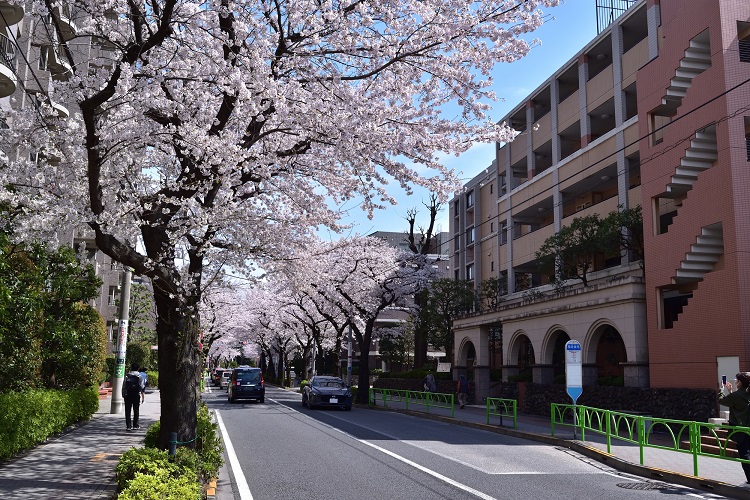 世田谷区の中部に位置するエリア、それが「桜丘」エリアです。小田急線が利用可能で、新宿や小田原方面へ直接アクセスできます。利便性と落ち着きのバランスが良いエリアで、エリア内には、「馬事公苑」などの有名スポットや「東京農業大学」などの教育施設があります。