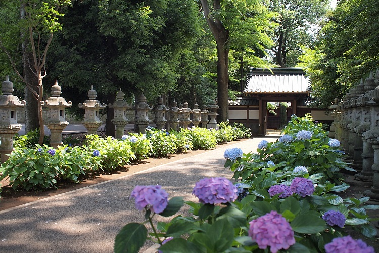 杉並区の中央部に位置するエリア、それが「堀ノ内」エリアです。東京メトロ丸ノ内線が利用可能で、東京や新宿、池袋方面へ直接アクセスできます。自然を感じられて落ち着いているエリアで、エリア内には、「大宮八幡宮」や「堀之内妙法寺」などの有名スポットがあります。また、「和田堀公園」など、自然を感じられるスポットもあります。