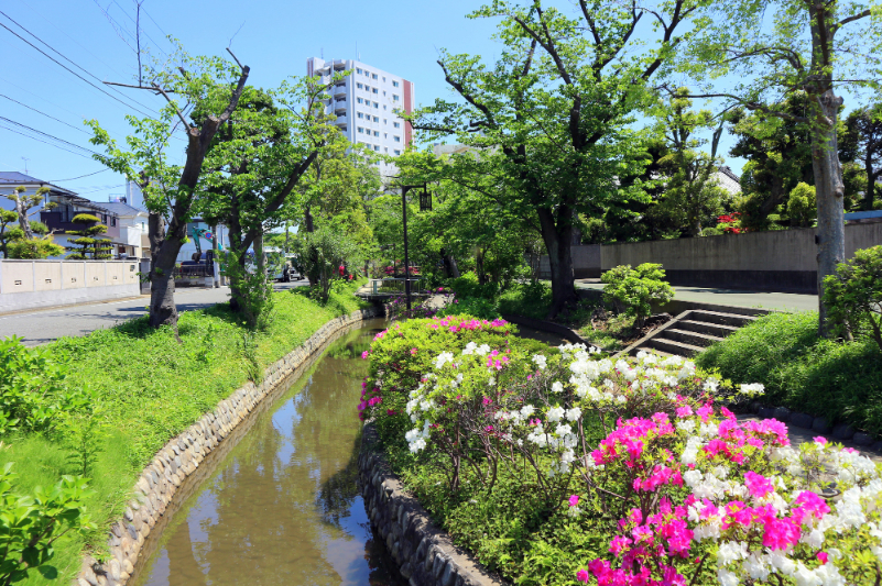 新緑の古川親水公園（4月）東京都江戸川区