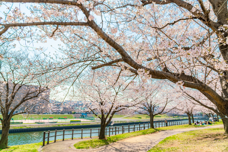 赤羽桜堤緑地の桜