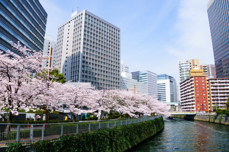 目黒川の桜