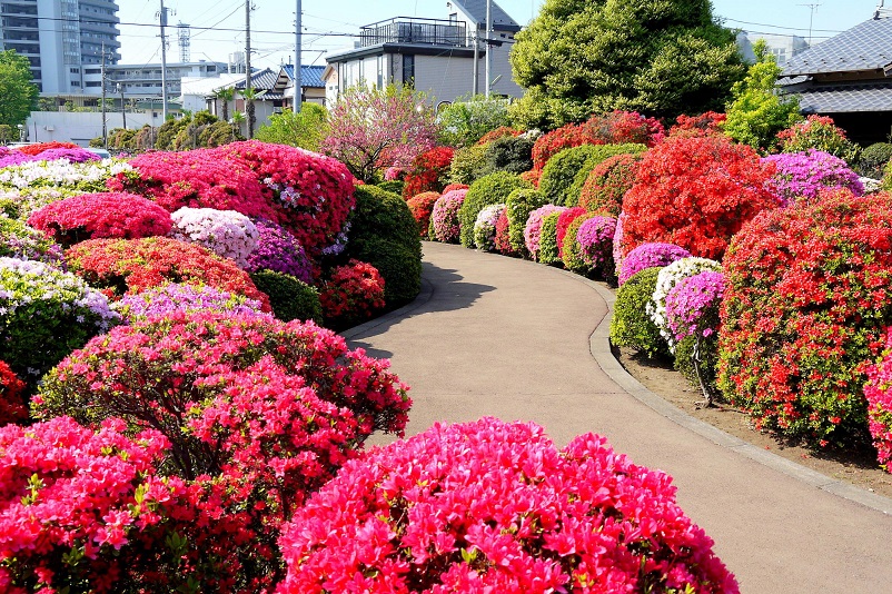 烏山つつじ緑地