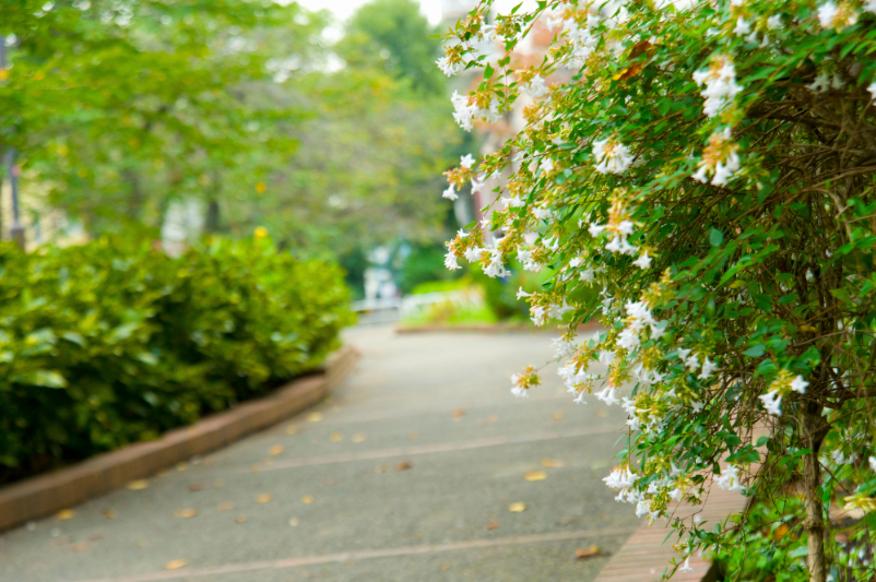 谷端川北緑道のイメージ