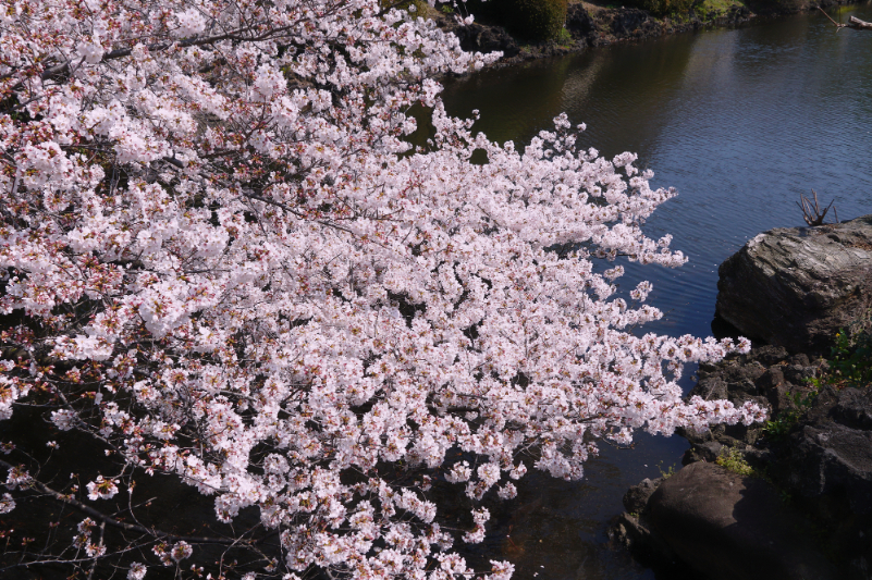 新宿御苑の桜