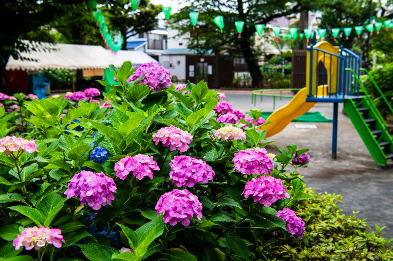 白山公園のあじさい