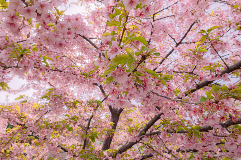 さくらが咲く公園のイメージ