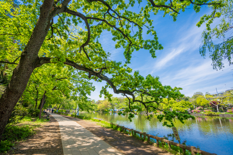 石神井公園