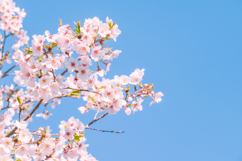 桜の景色