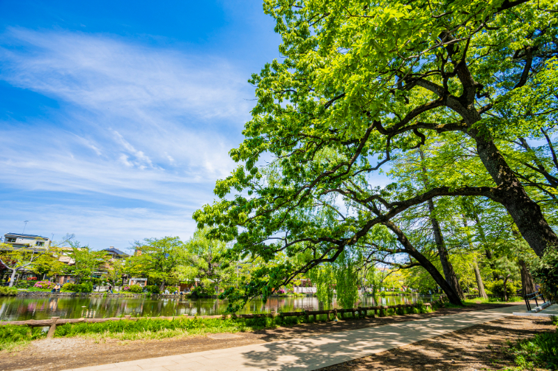 石神井公園