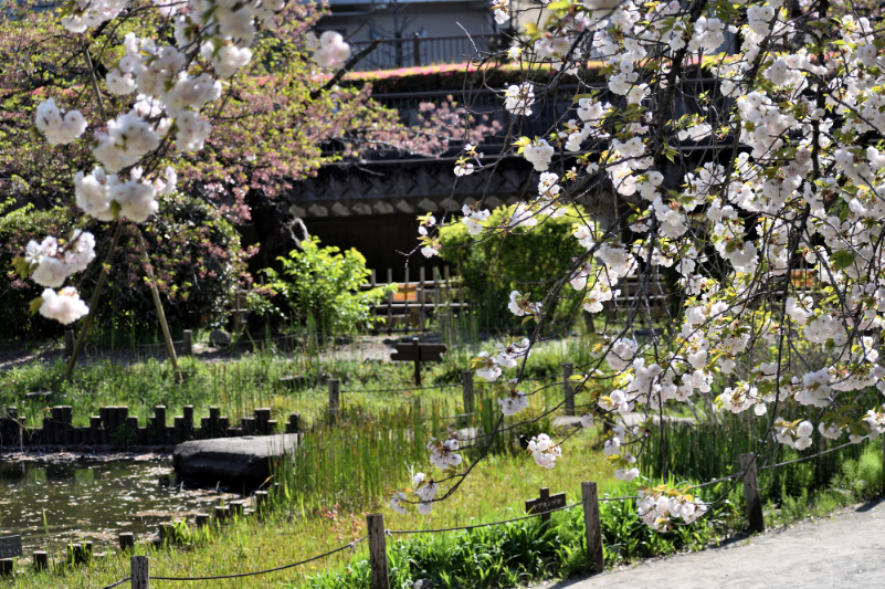 春の哲学堂公園