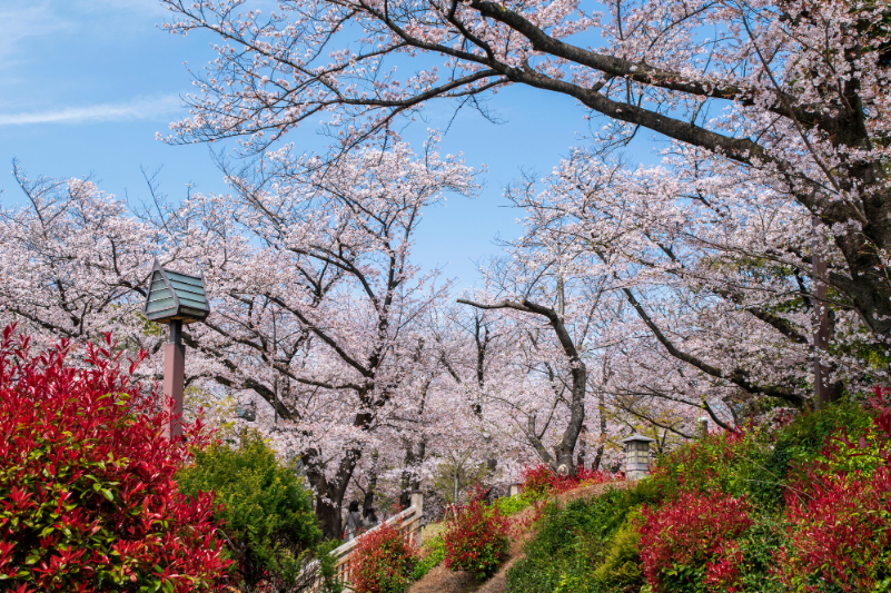 飛鳥山公園の桜