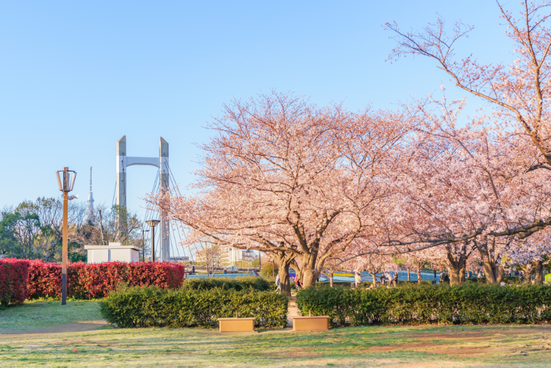 木場公園の桜