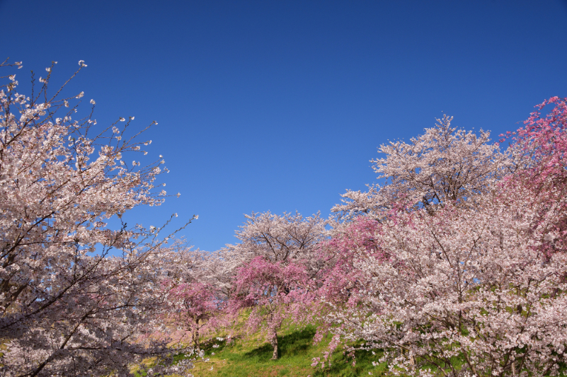 公園にある桜のイメージ