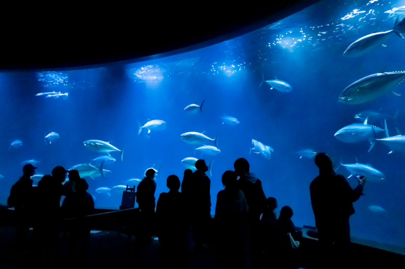 葛西臨海水族園の水槽