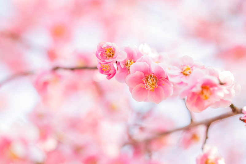 桜がある公園のイメージ