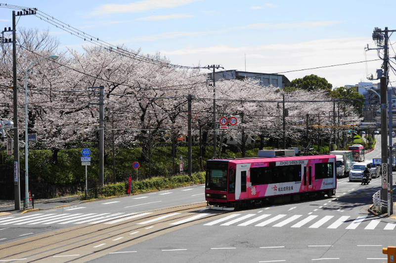 桜満開の飛鳥山公園と都電荒川線