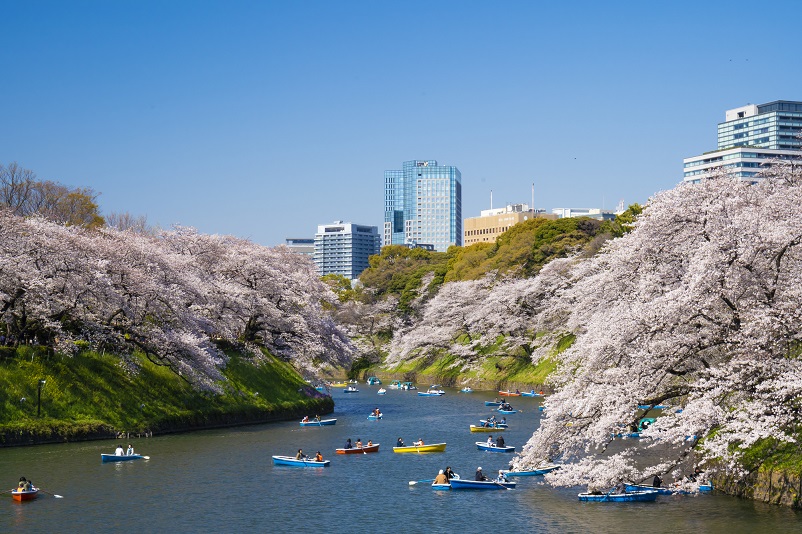 千鳥ヶ淵公園の桜