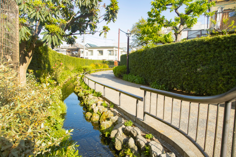 春の烏山川緑道