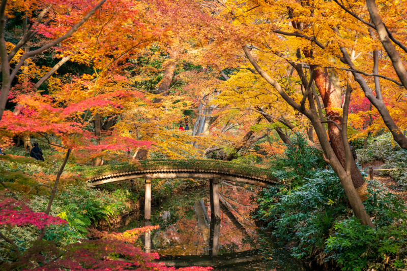 六義園の紅葉