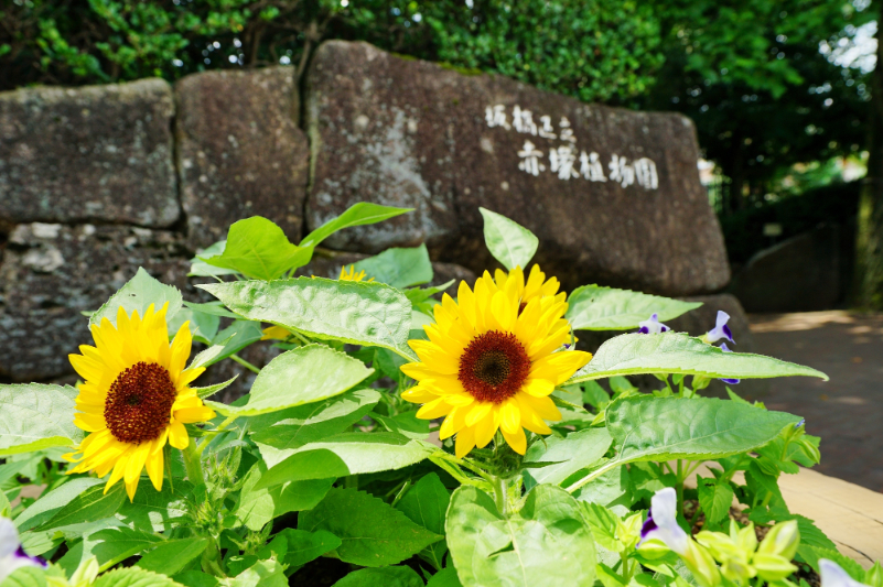 赤塚植物園