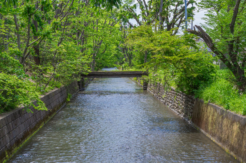 新緑の玉川上水