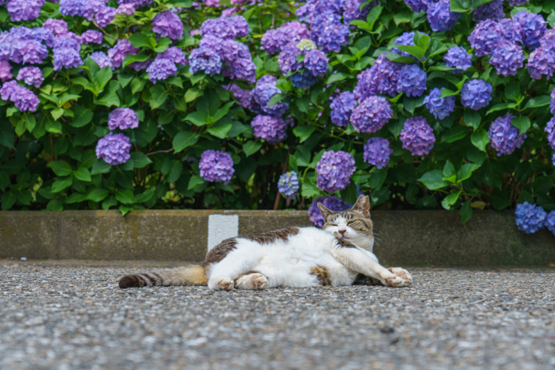 白山神社のあじさいと猫