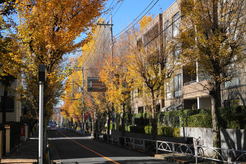 深沢の街並み、トウカエデ並木