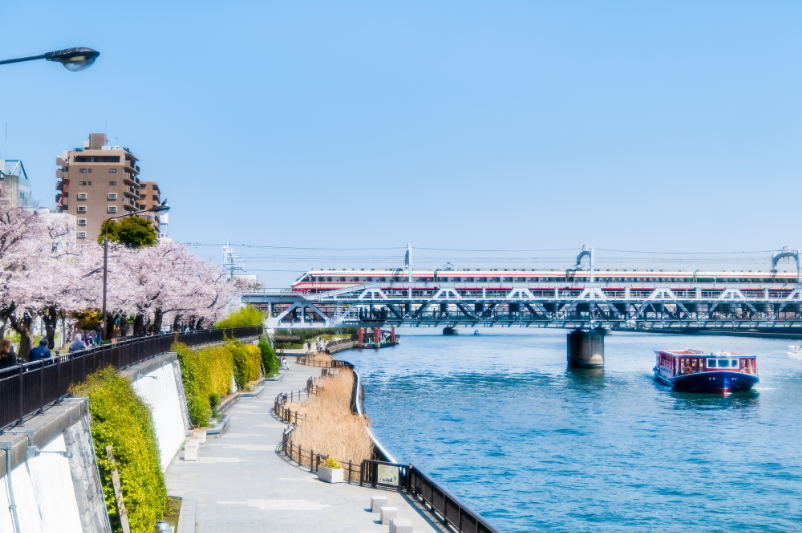 春の隅田川　～隅田公園の満開桜～