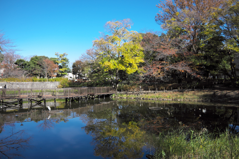 文庫の森の水辺