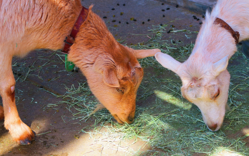 板橋区立こども動物園