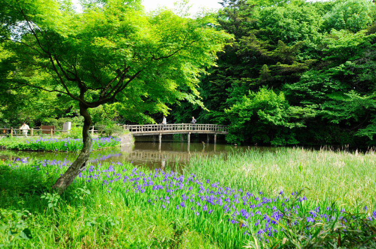 石神井公園