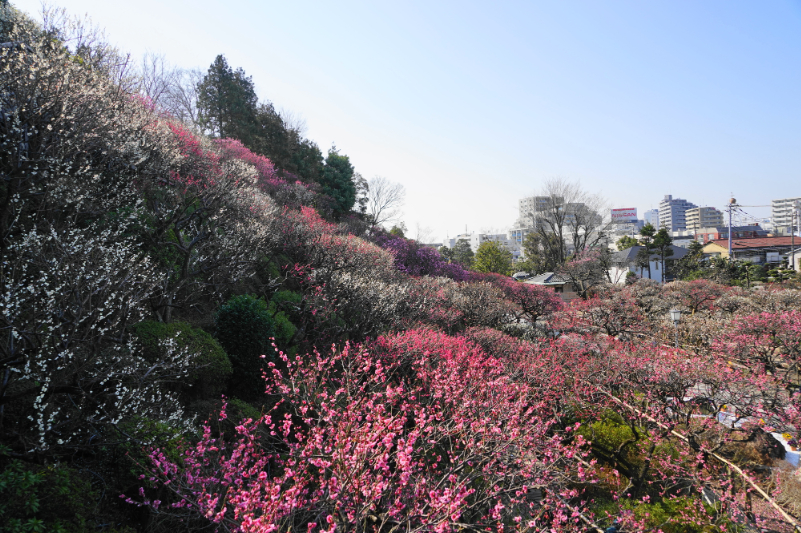 池上梅園