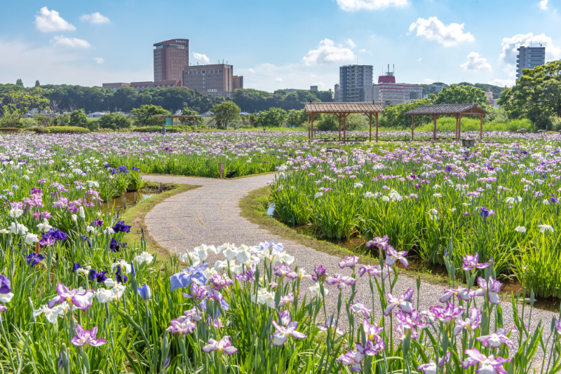 小岩菖蒲園