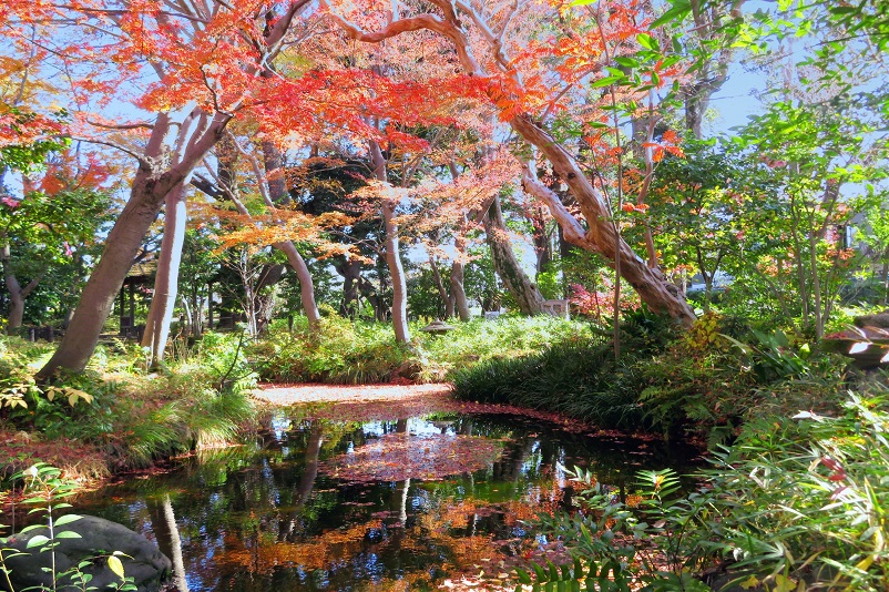 蘇峰公園の紅葉