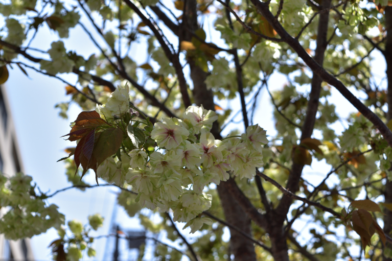 公園に咲く桜のイメージ