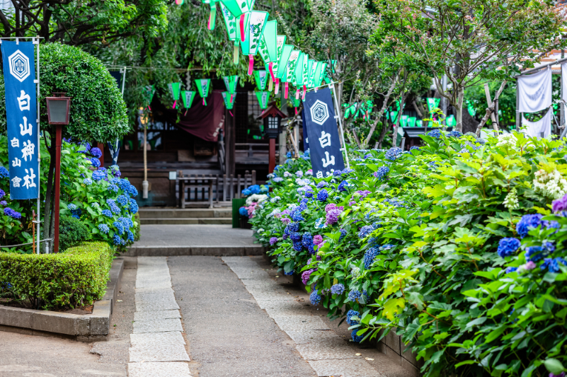 白山神社のあじさい