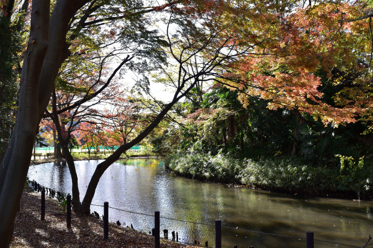 将軍池公園