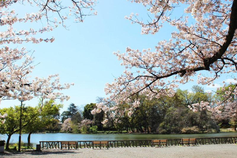 善福寺公園の桜