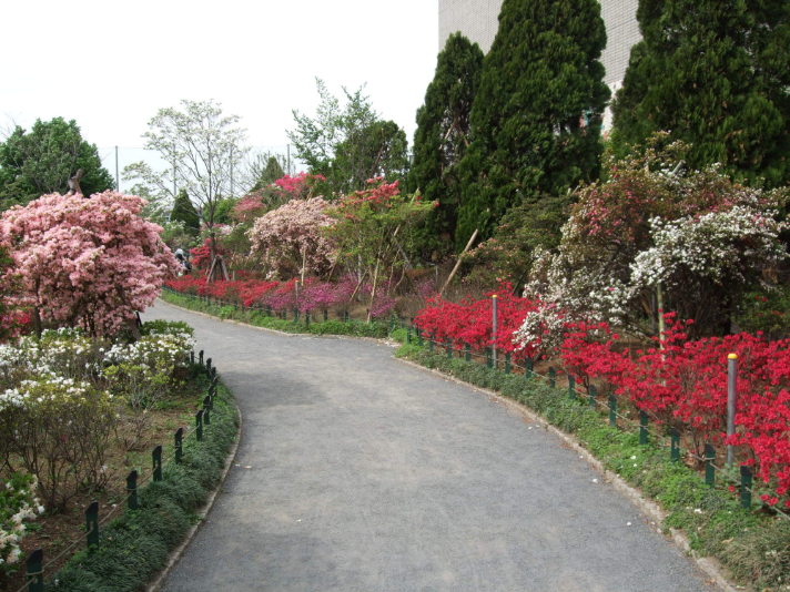 平成つつじ公園