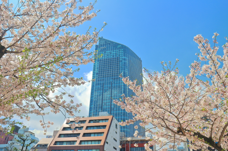 春の桜景色