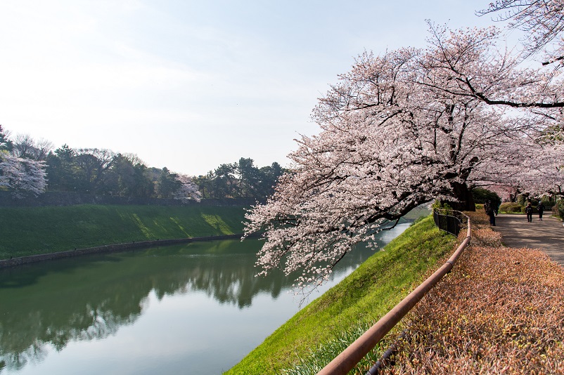 千鳥ヶ淵公園の桜