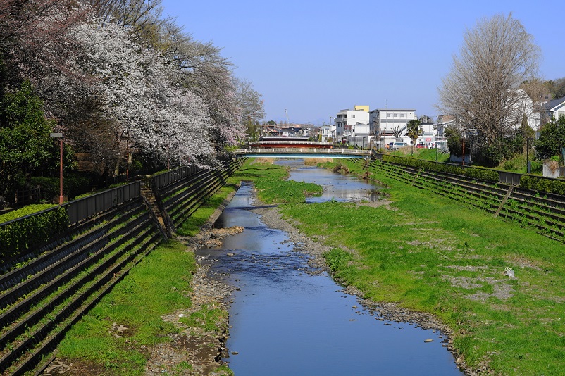 喜多見大橋近辺の桜並木