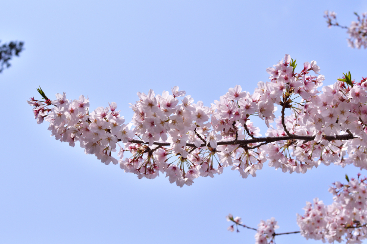 桜のイメージ