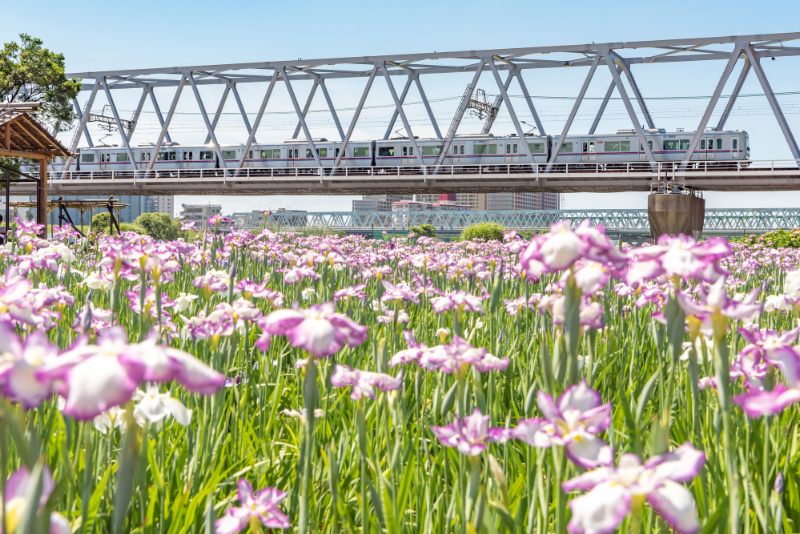 小岩菖蒲園