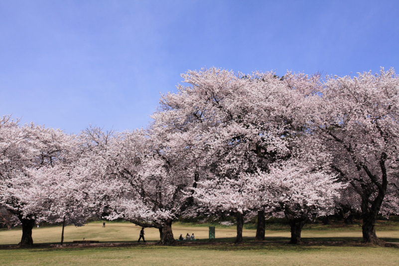 砧公園