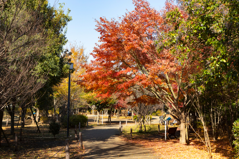 秋の駒場野公園