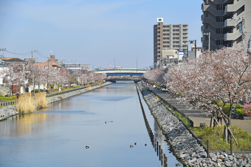 東京都江戸川区　新川千本桜