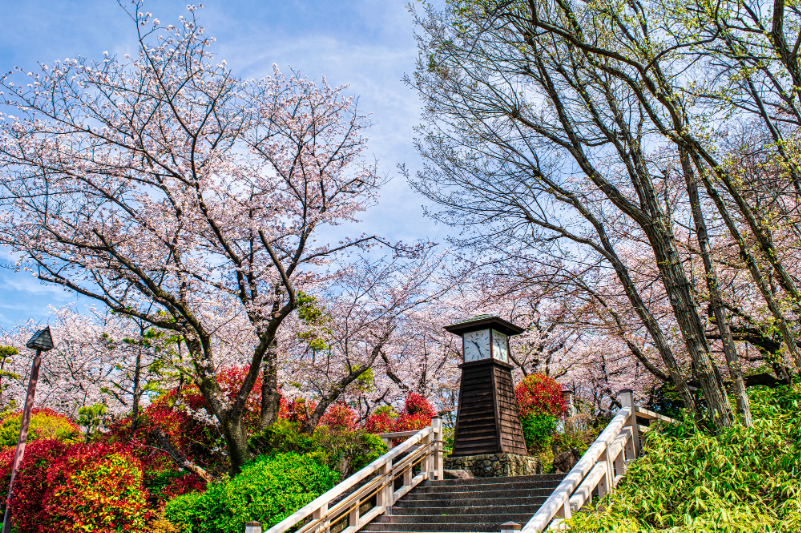 東京都　飛鳥山公園　満開の桜