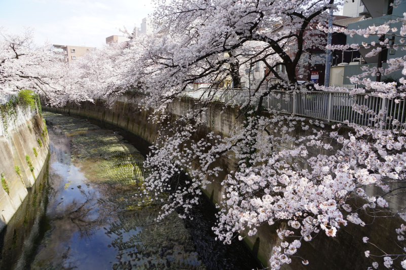 満開の桜と神田川