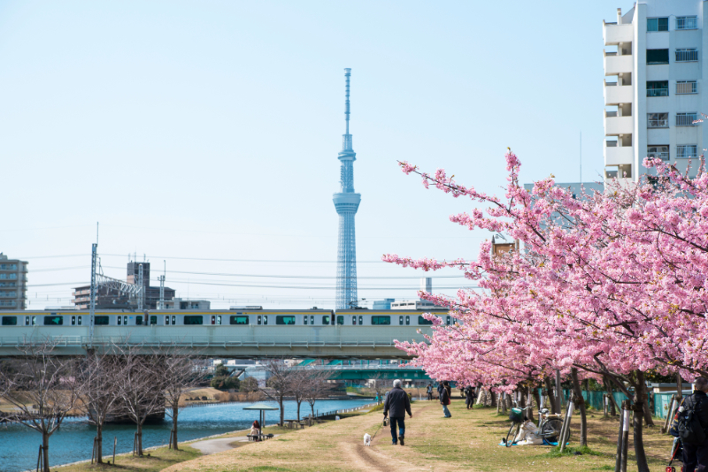 旧中川の河津桜とスカイツリー